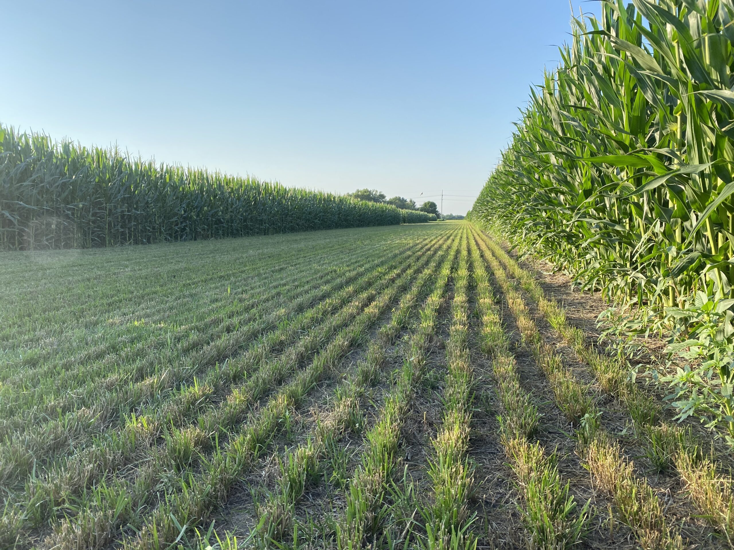 Corn field